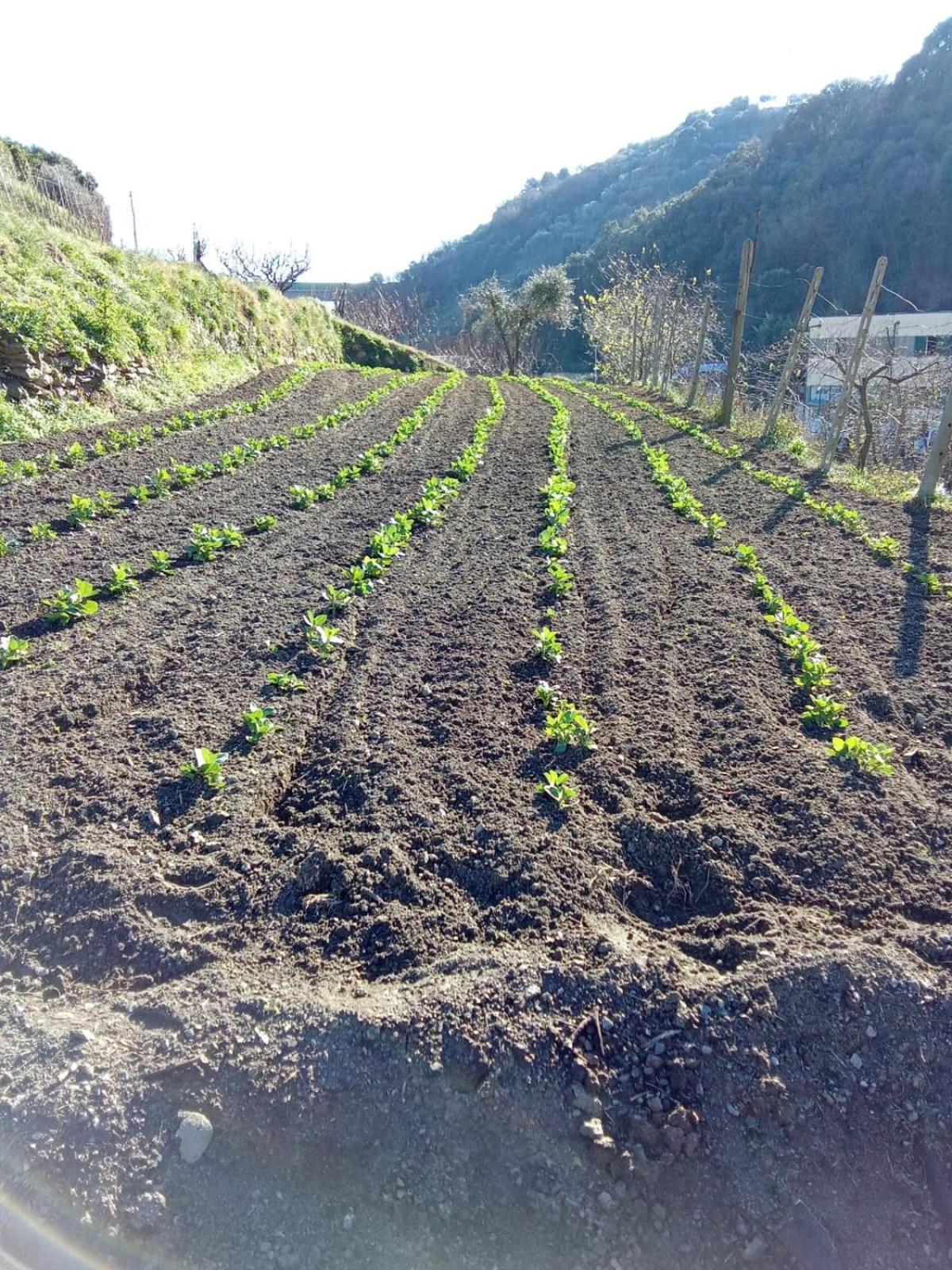 Agriturismo Cele Celle Ligure Dış mekan fotoğraf