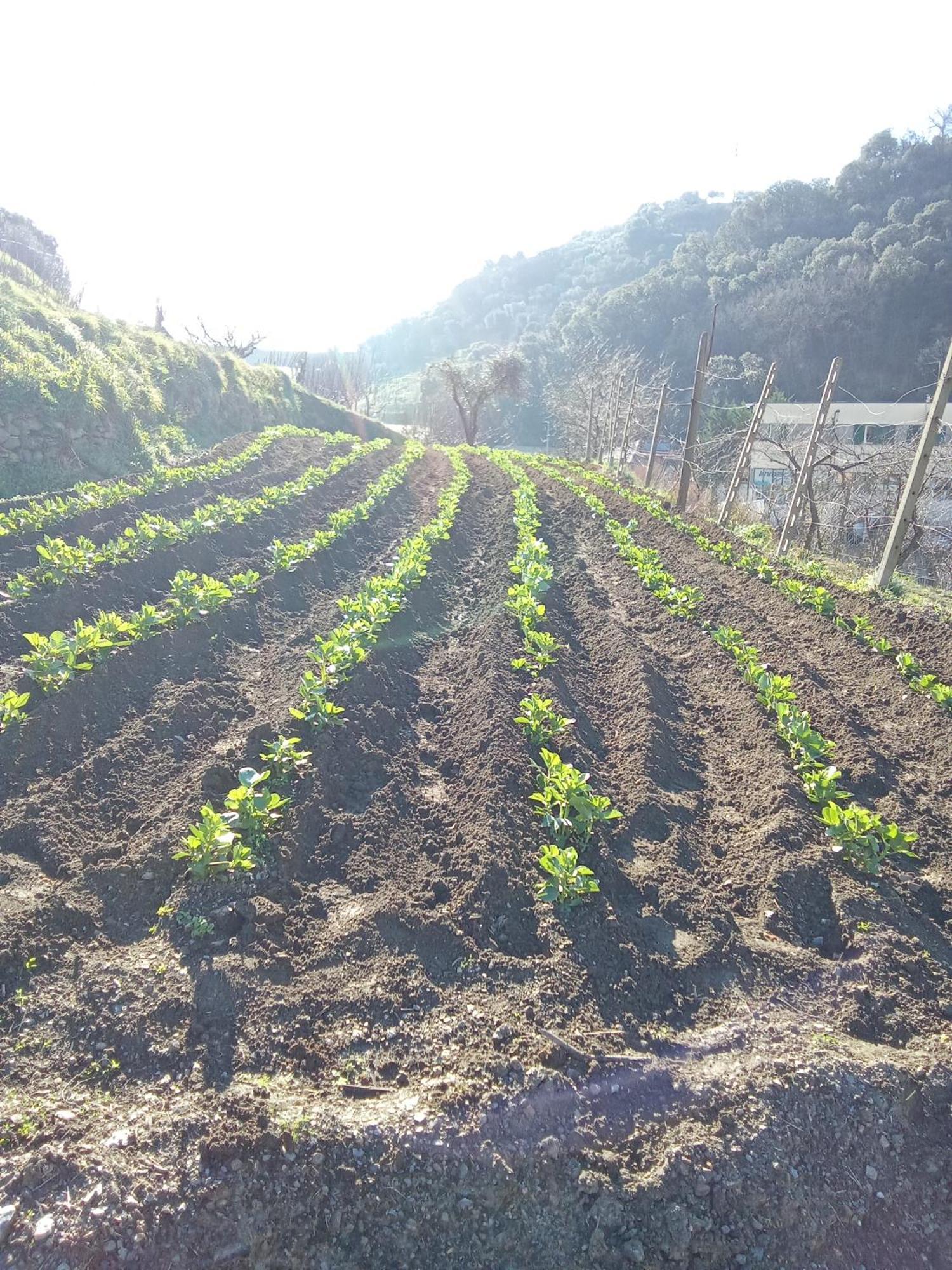 Agriturismo Cele Celle Ligure Dış mekan fotoğraf
